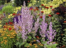 Mixed border with clary sage (Salvia sclarea var. turkestanica), sneezeweed (Helenium), and Jerusalem Cross Mixed border with clary sage (Salvia sclarea var. turkestanica), sneezeweed (Helenium), and Jerusalem Cross (Lychnis chalcedonica), June