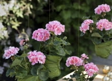 Dekoracja na balkon - zasłona z pelargonii Dekoracja na balkon