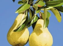 Gruszki klapsy Gruszki klapsy