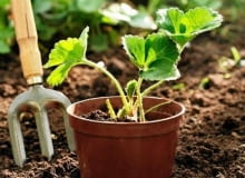 Sadzonki zakupione w doniczkach łatwo się przyjmują, bo mają dobrze rozwiniete korzenie. Sadzonki zakupione w doniczkach łatwo się przyjmują, bo mają dobrze rozwiniete korzenie.