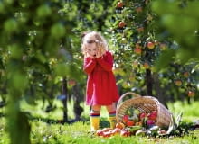 Aby zebrać zdrowe owoce, trzeba o wiele wcześniej pomyśleć o zabiegach ochronnych.