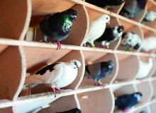 Odpowiednie zbudowany gołębnik z wolierą zapewni ptakom bezpieczeństwo w dzień i w nocy.