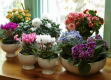 Taki piękny zestaw mozna skomponować jesienią, bo wszystkie te gatunki kwitną teraz 04.11.03 WARSZAWA ROSLINY DONICZKOWE KWITNACE W ZIMIE ARANZACJA ROSLINY Z FIRMY PANSTWA KASZUBA SWIAT ROSLIN ANIN AZALIA FIOLEK ALPEJSKI FIOLEK AFRYKANSKI BEGONIA KALANCHOE FOT. PAWEL SLOMCZYNSKI / AGENCJA GAZETA PUBLIKACJA KWIETNIK NR 10 (130) - 10.2005 SLOWA KLUCZOWE: ROSLINY KWIATY ZDJĘCIE DO WKŁADKI: PUBLIKACJA KWIETNIK NR 10 (130) - CZASOPISMA