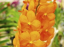 Wanda 'Natcha Peach' - odmiana z grupy Natcha. Wanda 'Natcha Peach' - odmiana z grupy Natcha.