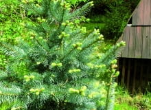 Dodatkowe odrosty trzeba usunąć, a rany zabezpieczyć, np. pastą Funaben Plus. Dodatkowe odrosty trzeba usunąć, a rany zabezpieczyć, np. pastą Funaben Plus.