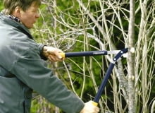 ONE TIME USE ONLY DO JEDNOKROTNEJ PUBLIKACJI OGRODNICTWO WIOSNA PRZYCINANIE KRZEWOW OZDOBNYCH I DRZEW NARZEDZIE SEKATOR DO DRZEW I KRZEWOW FOT. SERWIS PRASOWY FIRMA FISKARS PUBLIKACJA KWIETNIK NR 3 (147) - 3 2007