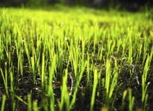 młoda trawa, młoda trawa, trawnik, koszenie trawnika,