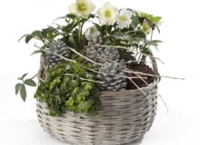 Ciemiernik, odmiana mieszańcowa