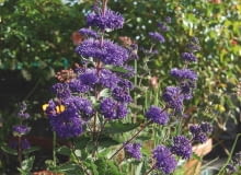 BARBULA KLANDOŃSKA 'BLUEBIRD'