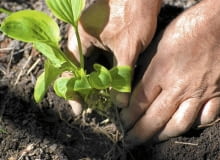 Rozmnażanie funkii przez podział karp