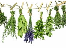 Zioła są ważnymi składnikami podczas detoksu ..