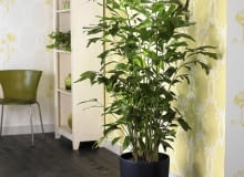 kariota Buschige Fischschwanzpalme (Caryota mitis) SLOWA KLUCZOWE: Dekoration Palme Palmen Pflanze Pflanzen Visions Zimmer-Pflanzen Zimmerpflanze Zimmerpflanzen Innenaufnahme Innenaufnahmen Studioaufnahmen drinnen quadratisch