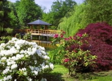Ogród Japoński we Wrocławiu WROCLAW PARK SZCZYTNICKI OGROD STYL JAPONSKI ROSLINY KRZEWY ROZANECZNIK RODODENDRON RHODODENDRON