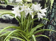 01A94PU7 - Crinum powellii Album