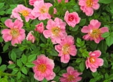 Róża Pink Pin's Róża Pink Pin's