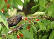 Szpak przyłapanuy na gorącym uczynku wcale się nie wstydzi swojego niecnego procederu. 31.05.2004 WARSZAWA DRZEWA OWOCOWE CZERESNIE PTAKI SZKODY FOT. PAWEL SLOMCZYNSKI / AGENCJA GAZETA SLOWA KLUCZOWE: PTAKI OWOCE
