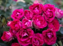 ‘Czesław Miłosz’