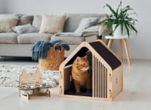 Kot w domu Kot w domu