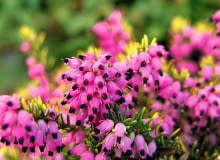 SAMSUNG DIGITAL CAMERA SLOWA KLUCZOWE: kwiat