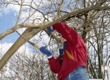 Formowanie: skrócenie głównego pędu młodego drzewka spowoduje rozrośnięcie się gałęzi bocznych, które także przycinamy. &14.04.2003 WARSZAWA DRZEWA LISCIASTE LILAK POSPOLITY FORMOWANIE PRZYCINANIE NARZEDZIA SEKATOR DROBNE GALEZIE PRZYCINA SIE SEKATOREM PIELEGNACJA FOT. PAWEL SLOMCZYNSKI / AGENCJA GAZETAPUBLIKACJA KWIETNIK NR 11 (107) - 11.2003PUBLIKACJA MAGNOLIA NR 2 (46) - 2 2016