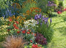 |Buntes Staudenbeet : Echinacea purpurea Sunset Avalanche (Sonnenhut), Carex buchananii (Fuchsrote Segge), Tropaeolum (Kapuzinerkresse), Dahlia Feuerrad (Mignon - Dahlie), Helenium (Sonnenbraut), Liatris (Prachtscharte), Miscanthus gracillimus (Zwerg - Chinaschilf), Agastache (Duftnessel), Helianthus Meteor (Stauden - Sonnenblume), Heuchera Marmelade (Purpurglckchen)