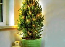 CHOINKI. Drzewko, szczególnie w doniczce, nie musi być duże. Świerk biały 'Conica' możemy wystawić po świętach do ogrodu. DONICA CERAMIKA SWIERK BIALY PICEA GLAUCA ODMIANA CONICA POMARANCZA JABLKO OWOC ZABAWKA MIS CHOINKA OSWIETLENIE BOZE NARODZENIE ARANZACJA BARBARA LACZYNSKA FOT. BARBARA LACZYNSKA PUBLIKACJA OGRODY NR 12 (56) - 12.2003 SLOWA KLUCZOWE: WNETRZA OWOCE SWIETA BOZE NARODZENIE OSWIETLENIE ZDJĘCIE DO WKŁADKI: PUBLIKACJA OGRODY NR 12 (56) - CZASOPISMA