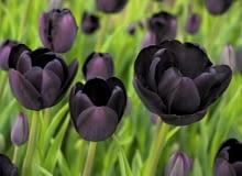 Tulipan 'Black Diamond' warto posadzić go na jasnych rabatach.