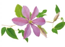 Powojnik. To niepoprawny marzyciel i bałaganiarz, który non-stop wynajduje dla siebie nowe wyzwania. Często też odnosi sukcesy, niezależnie od dziedziny, jaką się zajmuje. Sympatyczny i uczuciowy nie rozpamiętuje przeszłości, łatwo się zakochuje. Wśród 'clematisów' bywają oczywiście konserwatyści, lecz większość z nich za nic ma wszelkie konwenanse.Tu szczególną grupę stanowią artyści odwołujący się do absurdu i patrzący na świat z przymrużeniem oka. Powojnik. To niepoprawny marzyciel i bałaganiarz, który non-stop wynajduje dla siebie nowe wyzwania. Często też odnosi sukcesy, niezależnie od dziedziny, jaką się zajmuje. Sympatyczny i uczuciowy nie rozpamiętuje przeszłości, łatwo się zakochuje. Wśród 'clematisów' bywają oczywiście konserwatyści, lecz większość z nich za nic ma wszelkie konwenanse.Tu szczególną grupę stanowią artyści odwołujący się do absurdu i patrzący na świat z przymrużeniem oka.