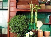 LUCKY BAMBOO DRACENA SANDERA DRACENA SANDERIANA ROSLINA DONICZKOWA KOMPOZYCJA ARANZACJA AGNIESZKA SOKOLOWSKA PED PIERWIOSNEK PRIMULA TRZYKROTKA MINIATUROWA KALISJA TRADESCANTIA DONICZKA KAMIONKOWA KUCHNIA WNETRZE BLAT DREWNIANY KAFELKI