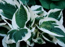 Funkia 'Patriot' (Hosta 'Patriot') Funkia 'Patriot' (Hosta 'Patriot')