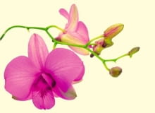 storczyki, orchidee.