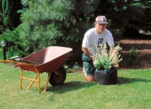 Sadzenie wierzby sadzenie krzewiastej wierzby w pojemniku