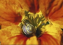 Ślimak gajowy w kwiecie nasturcji