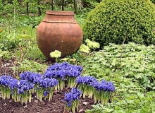 Irysy z sekcji Reticulata zakwitają w kwietniu. 28.04.2003 HOLANDIA WYJAZD BIURO CEBULKOWE HOLANDIA OGROD PRYWATNY ALDENHAEVE WLASCICIEL PANSTWO SIEBELINK KRZEWY LISCIASTE BUKSZPAN BUXUS BYLINY ROSLINY CEBULOWE IRYS IRIS CERAMIKA GLINA AMFORA FOT PAWEL SLOMCZYNSKI / AGENCJA GAZETA