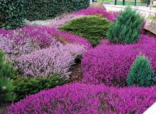 Rabata z różnych odmian wrzośca czerwonego oraz niskich iglaków. Rabata z różnych odmian wrzośca czerwonego oraz niskich iglaków.