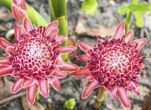 Zapylone kwiatki szybko przekształcają się w drobne fioletowe owoce