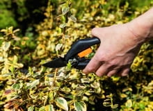 Wszystkie trzmieliny doskonale znoszą przycinanie i formowanie. Wszystkie Trzmieliny doskonale zmoszą przycinanie i formowanie.