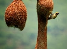 Wikłacz złotogłowy (Ploceus philippinus) buduje ciekawe gniazdo składające się z trawy. Jest zawieszone na liściach paproci lub palmy. Do gniazda prowadzi tunel do komory z zagłębieniem, gdzie leżą jaja. Często znajdują się powyżej zbiorników wodnych - tak by nie mogły się do nich dostać drapieżniki. Wikłacz złotogłowy (Ploceus philippinus) buduje ciekawe gniazdo składające się z trawy. Jest zawieszone na liściach paproci lub palmy. Do gniazda prowadzi tunel do komory z zagłębieniem, gdzie leżą jaja. Często znajdują się powyżej zbiorników wodnych - tak by nie mogły się do nich dostać drapieżniki.
