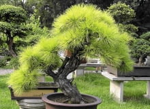 Takie bonsai z sosny można uzyskać po latach starannej pielęgnacji i formowania. Takie bonsai z sosny można uzyskać po latach starannej pielęgnacji i formowania.