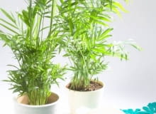 23.01.2007 WARSZAWA SESJA KWAIATY WE WNETRZU NA ZDJECIU PIERWIOSNKI / PALMY STYLIZACJA ANETA KOSIBA DLA CZASOPISMA KWIETNIK FOT. ARKADIUSZ SCICHOCKI / AGENCJA GAZETA