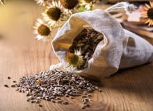 Jak przechować nasiona i cebulki roślin na przyszły sezon? Jak przechować nasiona i cebulki roślin na przyszły sezon?