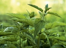 Pokrzywa zwyczajna (Urtica dioica)