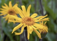 Arnika górska na nizinach kwitnie w czerwcu. Jeśli wyruszymy w góry - do sierpnia możemy ją spotkać na szlaku. Arnika górska na nizinach kwitnie w czerwcu. Jeśli wyruszymy w góry - do sierpnia możemy ją spotkać na szlaku.