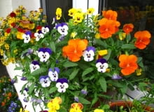 Bratki możemy posadzic w skrzynkach już pod koniec marca, jesli w tym czasie nie ma mrozu Bratki możemy posadzic w skrzynkach już pod koniec marca, jesli w tym czasie nie ma mrozu