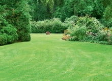 Trawnik bez skazy. Trawnik bez skazy.