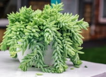 Rozchodnik Morgana 'Buritto' Rozchodnik Morgana 'Buritto'