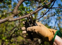 Marzec w ogrodzie - cięcie Marzec w ogrodzie - cięcie