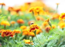 Niezawodne aksamitki przyciągają pszczoły.