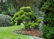 ONE TIME USE ONLY DO JEDNORAZOWEGO UZYCIA SZKOLKARZE SOSNA CZARNA PINUS NIGRA ODMIANA HORNIBROOKIANA KARLOWA DRZEWO IGLASTE MINIATUROWE KARLOWE FOT. MAGDALENA TOMZYNSKA PUBLIKACJA OGRODY NR 9 (53) - 9.2003