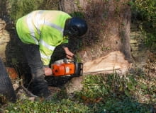 Czy można wycinać drzewa na własnej posesji?